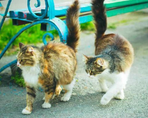 Castano Primo: colonia felina bruciata