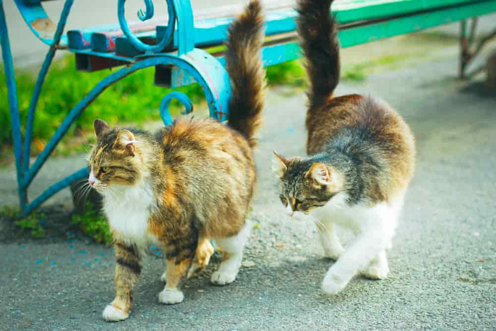 Castano Primo: colonia felina bruciata