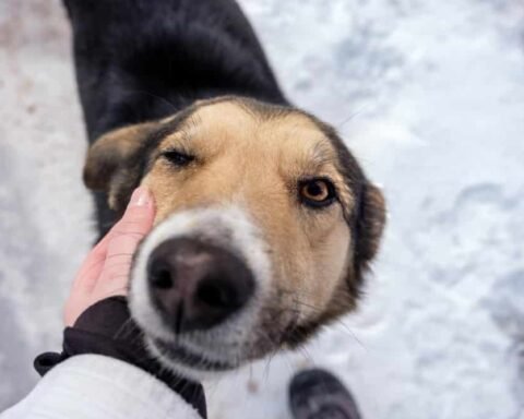 Cinisello Balsamo: 5 cani brutalmente rinchiusi in un edificio abbandonato