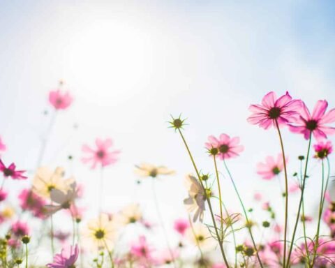 Primavera 2025, quando arriva il caldo? Le previsioni