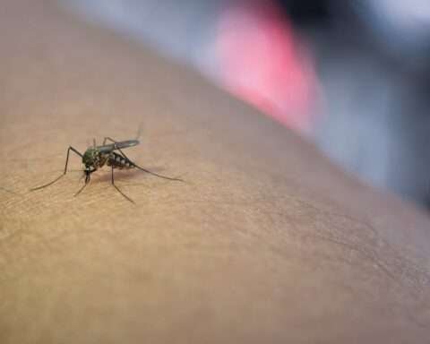 puntura zanzara tigre