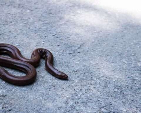 Inveruno: trova un serpente in casa