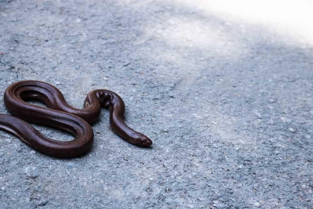Inveruno: trova un serpente in casa