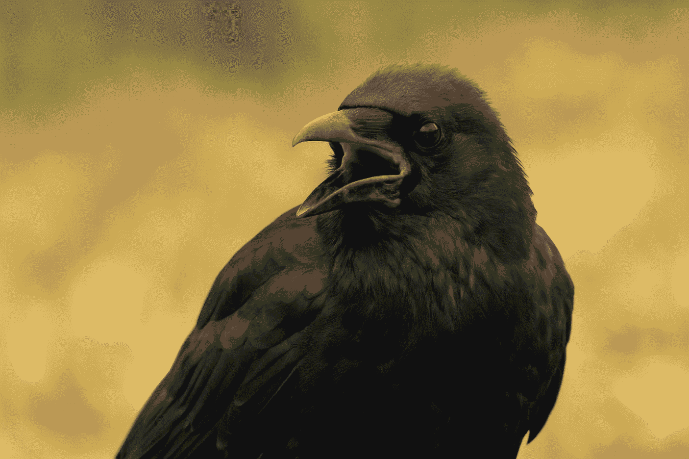 Cassano Magnago: la cornacchia che fa le fusa diventa una star del web