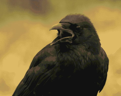 Cassano Magnago: la cornacchia che fa le fusa diventa una star del web