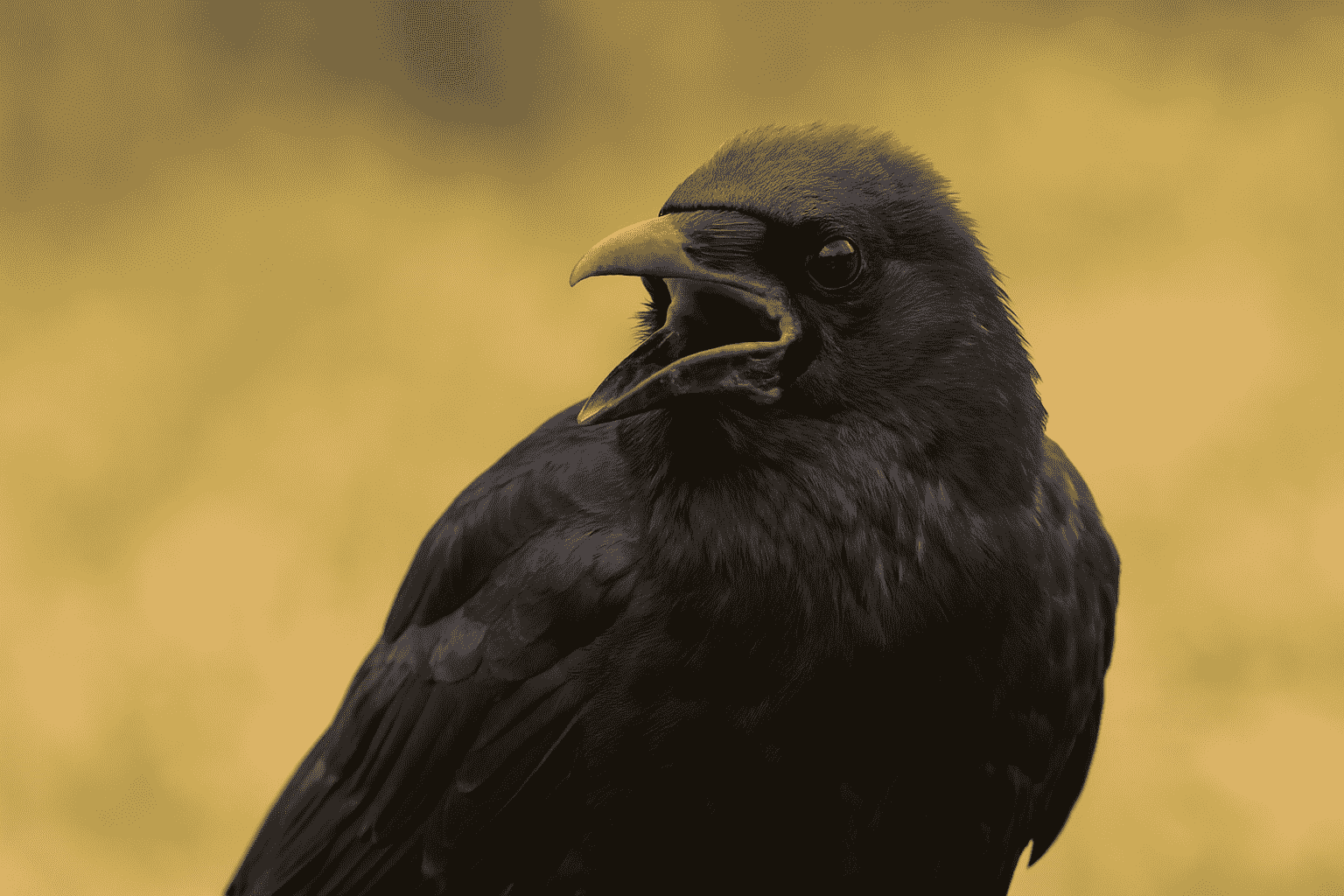 Cassano Magnago: la cornacchia che fa le fusa diventa una star del web