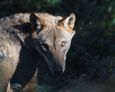 Nerviano: Lupo solitario avvistato, autorità scongiurano il panico
